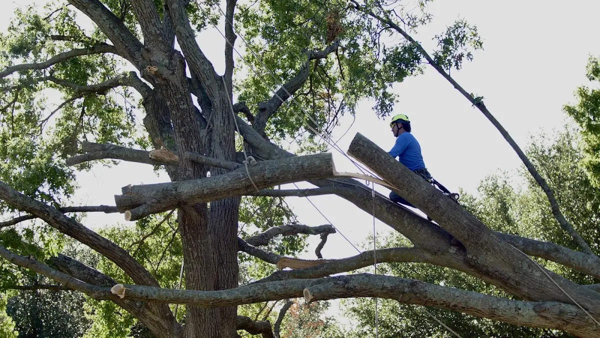 Professional Crown Thinning performed by certified arborists in East Rutherford