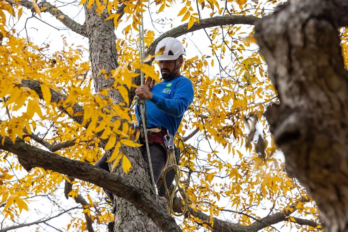 Skilled Storm Damage Cleanup crew working in East Rutherford